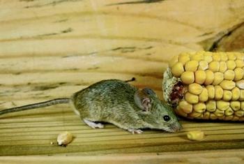 Mice can squeeze through openings as small as one-quarter inch. Photo: UC Regents