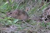 The house mouse has relatively large ears and is usually light brown to gray. Photo: Jack Kelly Clark