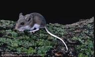 Deer mice have white undersides and larger eyes, ears, and overall body size than the house mouse. Photo: Jack Kelly Clark