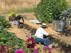 Visit the Marin Master Gardener Edible Demonstration Garden in Novato for hands-on experience growing edibles. Photo: UC Marin Master Gardeners