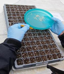 Plant seeds indoors in containers with suitable planting soil mix. Photo: UC Marin Master Gardeners