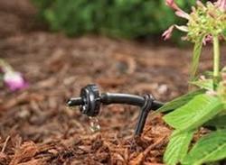 Generally speaking, drip irrigation is the most water-efficient system. Photo: UCANR