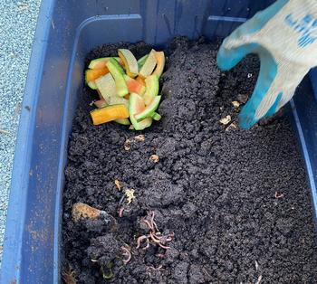 Placing food scraps on one side of the vermicomposting bin will attract worms to the area & make removing compost easier. Photo: Jill Heiman Williams