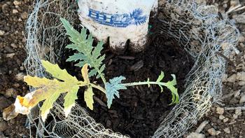 Artichoke seedlings can be planted in wire baskets to protect them from gophers.