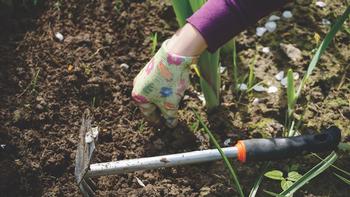 Pull weeds before they spread to other areas of the garden.  Photo: UCANR