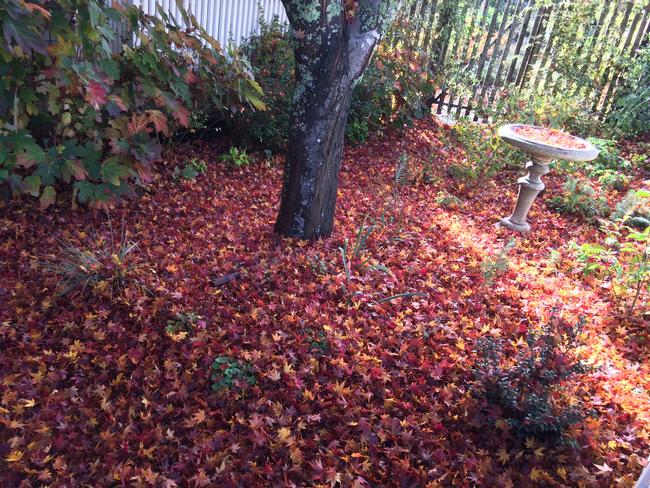 When fallen leaves are overly abundant, consider composting them or shredding them so that they decompose more quickly. Photo: Marie Narlock
