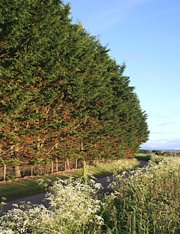 Conifers make wonderful formal or informal hedges but they may need to be pruned for height. Photo: Anne Burgess