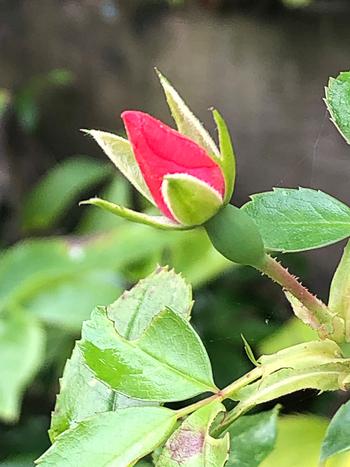 The emergence of a rosebud. Photo: Martha Proctor