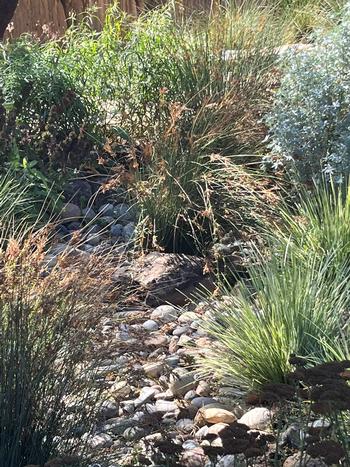 A rock swale allows rainwater to percolate into the soil instead of running off at the Fairfax Library. Photo: Julie McMillan