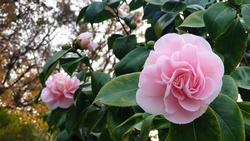 Early Camellias_Creative Commons_Christine Matthews