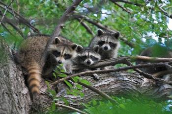 Young raccoons exploring. Photo: Commons.wikimedia.org