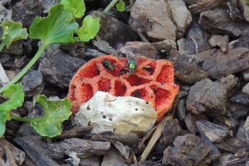 This basket fungus, Clathrus ruber, hasn’t even finished emerging before the flies are there to carry the spores away! Photo: Diane Lynch