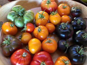 There are tomato varieties perfect for every microclimate in Marin. Photo: Bonnie Marks