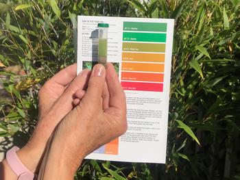 Do-it-yourself soil test kits can help identify soil levels of pH and primary macronutrients