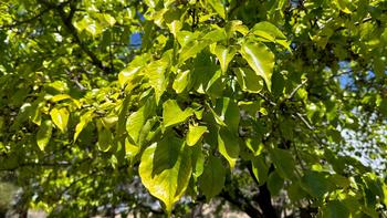 Chlorosis or yellowing in leaves can indicate a nutrient deficiency