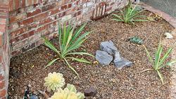 Rock mulch and spaced plants_Becca Ryan