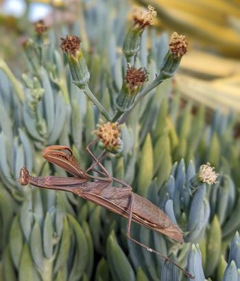 A praying mantis hanging upside down on blue chalk sticks (Curio talinoides var. mandraliscae) that has yellow flowers. Photo: Lillian Trac