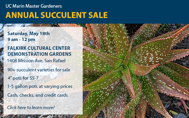 Succulent Sale Banner