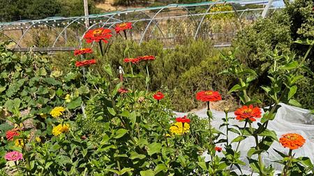 The zinnias in the Edible Demo Garden entice beneficial insects and provide beauty and diversity
