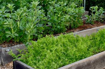 Cover crops of vetch and fava beans in No Dig raised beds are ready to mow. Photo: Lori Dang