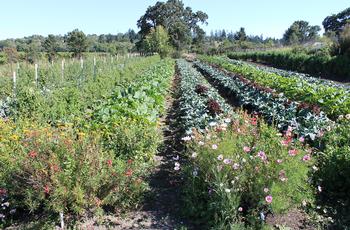 No Dig practices can be successful on larger commercial gardens. Photo: Elizabeth Kaiser of Singing Frog Farms in Sonoma