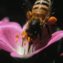 Attracting Honey and Native Bees to your Garden