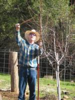 Maxwell Pruning Fruit Trees