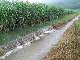 Water runoff in corn field