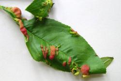 peach-leaf-curl