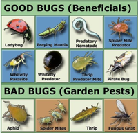 Good Bug, Bad Bug