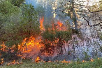 Prescribed burn in redwood/Douglas-fir understory.