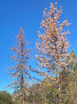 Dead ponderosa pine infested with western bark beetle.
