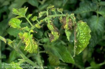 Fusarium wilt on tomato. As with Verticillium wilt, yellowing and necrosis are often the first symptoms expressed on the leaves.