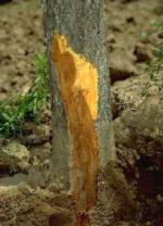 Fig 2. Phytophthora has developed up into the trunk crown, just above the soil line. The brown tissue is the wood that has been killed. Photo: UC IPM.