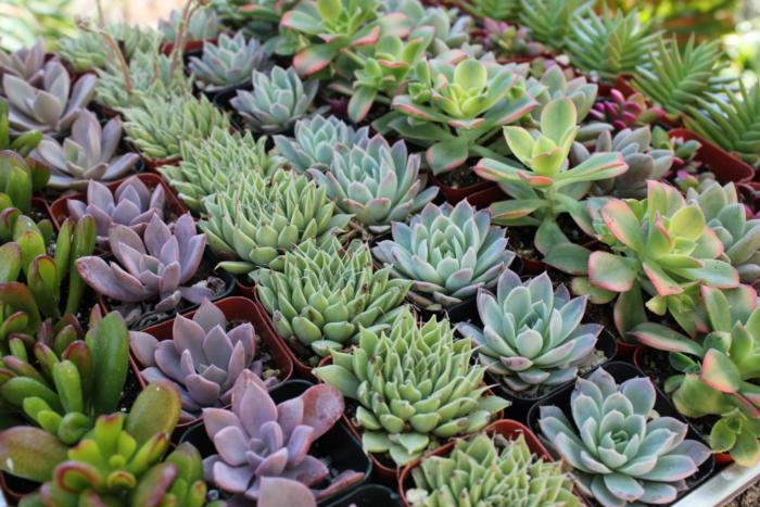 What-are-succulents-plants