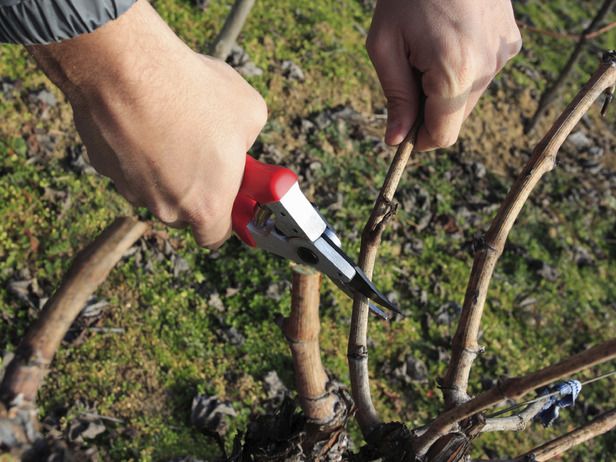 grapevine pruning