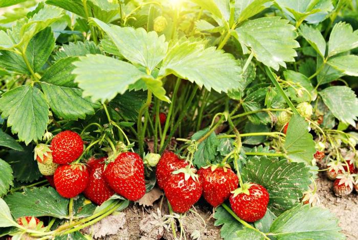 grow-strawberries-in-your-backyard