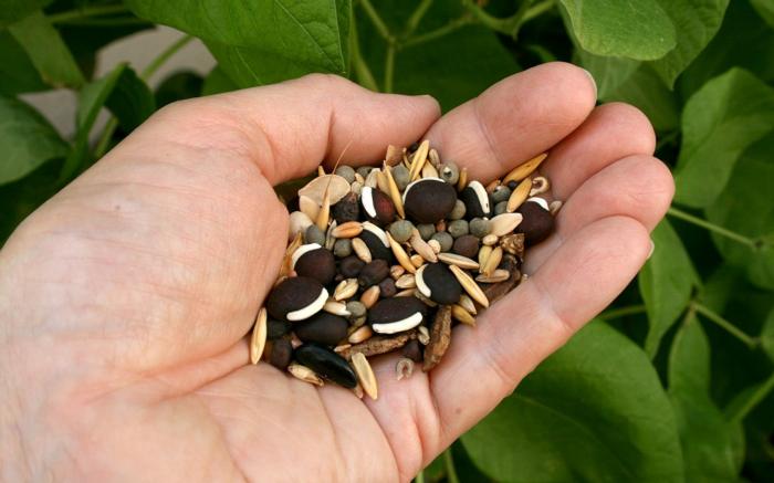 seed saving in hand