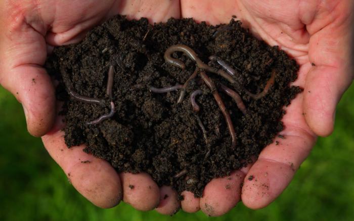 worm-compost-ftr