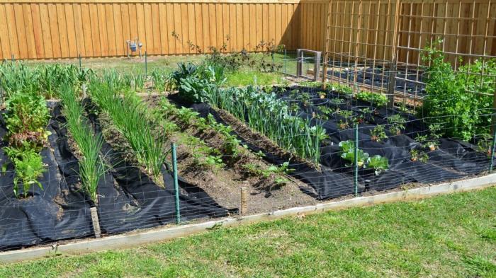 spring-vegetable-gardening-in-april-with-crazy-texas-weather