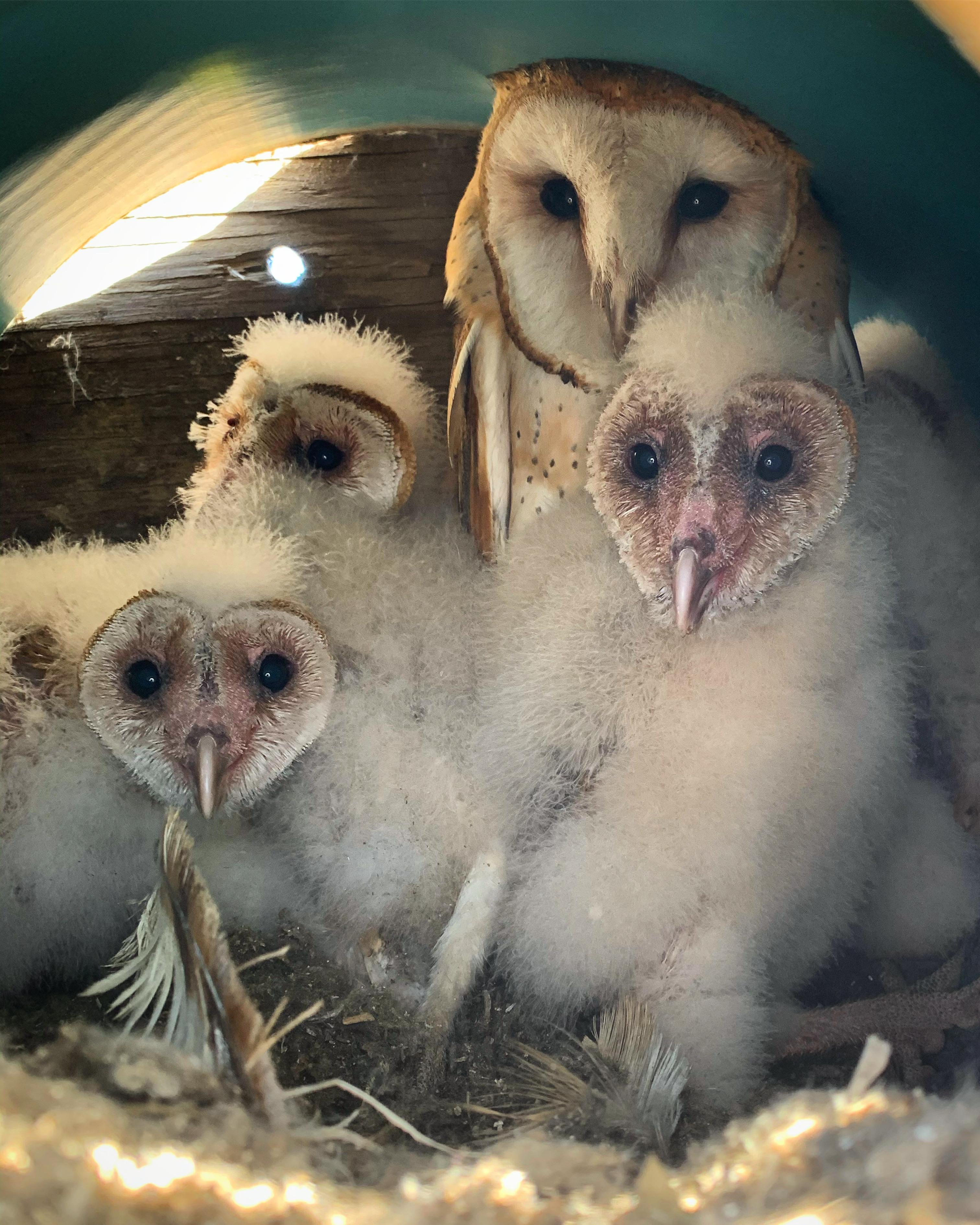 Barn Owl family