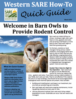barn owl quick guide