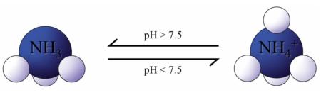 The pH dependency of ammonia/ammonium.