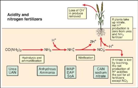 fertilizers and acidity