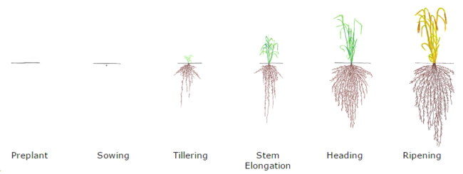 Barley nitrogen requirements are highest during stem elongation (photo credit: CDFA)