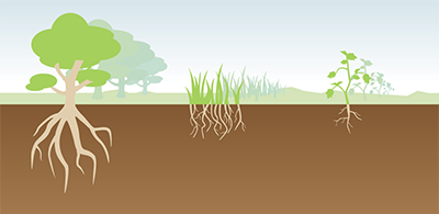 Soil-background_shortened