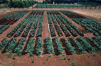 Lettuce-alyssium intercropping helps disrupt hoverfly reproduction (image from http://www.agroecology.org used with permission)