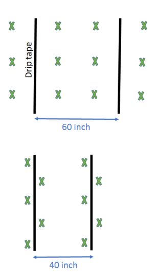 Figure: Corn planting configuration with 40 and 60 inch drip line spacing.