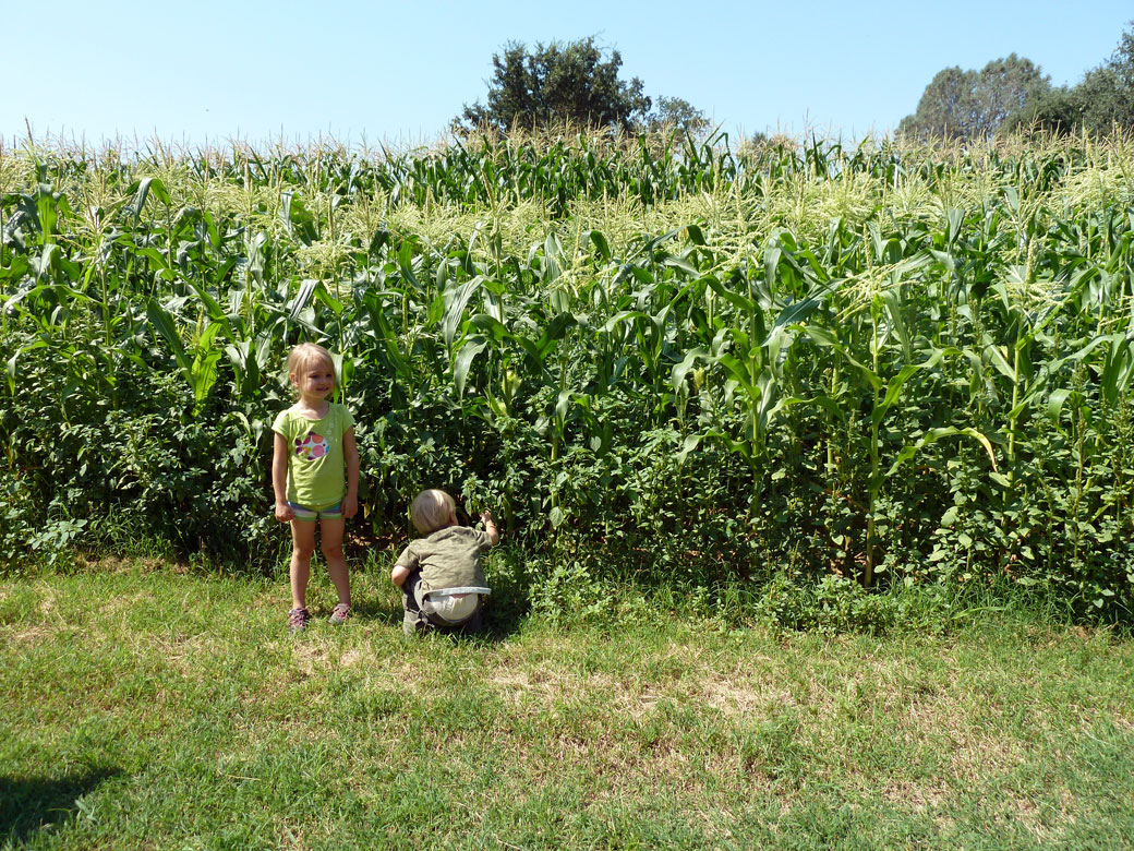 The corn grows so tall!
