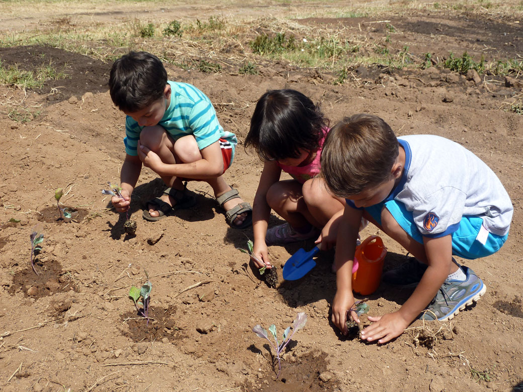 Planting vegetable starts